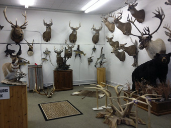 Barr Taxidermy Interior