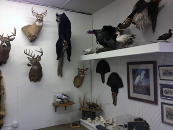 Barr Taxidermy Interior