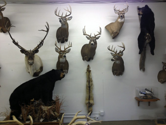 Barr Taxidermy Interior